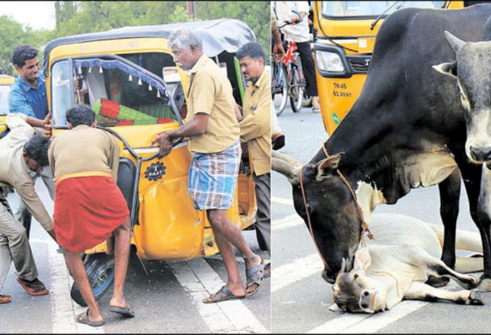 201908290146271712_Mother-cow-refuses-to-please-calf_SECVPF