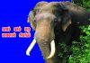 கானம் வளம் பெற யானைகள் நலன் அவசியம்