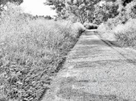 மைல் கணக்கில் மண்டிய விஷ செடி: குமரி மக்களுக்கு ஆஸ்துமா, அலர்ஜி