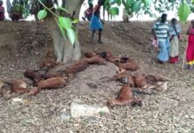மின்னல் தாக்கி 30 ஆடுகள் பலி