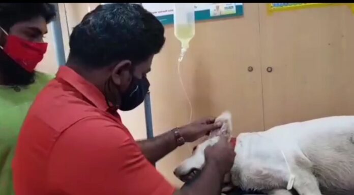 நாய் விழுங்கிய முகக் கவசத்தை வாய் மூலம் எடுத்த பலே மருத்துவர்