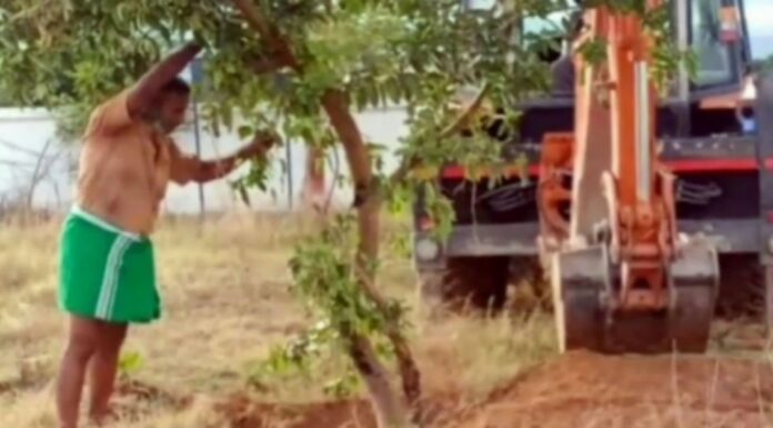 ஆண்டிபட்டியில் 15 ஆண்டு மரம் வேரோடு தோண்டி வேறு இடத்தில் நடப்பட்டது