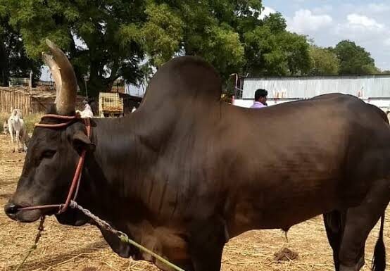 34 லட்சத்துக்கு விலைபோன காங்கேயம் மாடுகள்