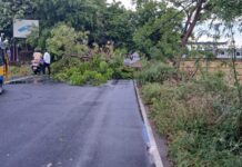 சாத்தான் குளத்தில் பலத்த மழை – மரங்கள் சரிந்தது
