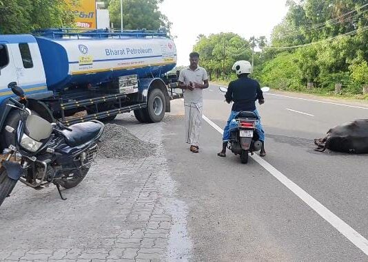 தென்திருப்பேரையில் டேங்கர் லாரி மோதி மாடு பலி