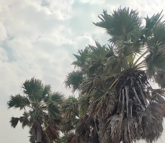குலசையில் சுற்றுச்சூழல் அபாயம்: கடல் அரிப்பால் அழியும் பனந்தோப்புகள்