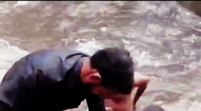 அருவி வெள்ளத்தில் அடித்துச் சென்ற மானை மீட்ட வனத்துறை
