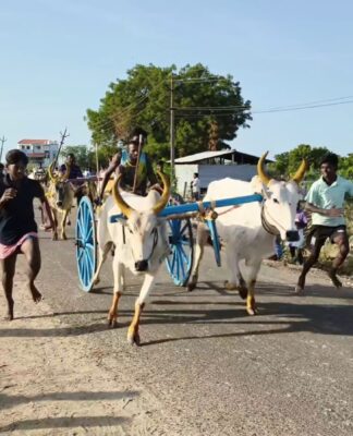 விளாத்திகுளம் அருகே விறுவிறுப்பான மாட்டு வண்டி போட்டி
