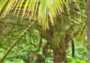 தற்போது:அச்சன் புதூர் அருகே காட்டு யானைகள்