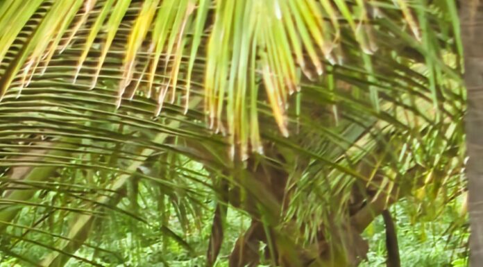 தற்போது:அச்சன் புதூர் அருகே காட்டு யானைகள்